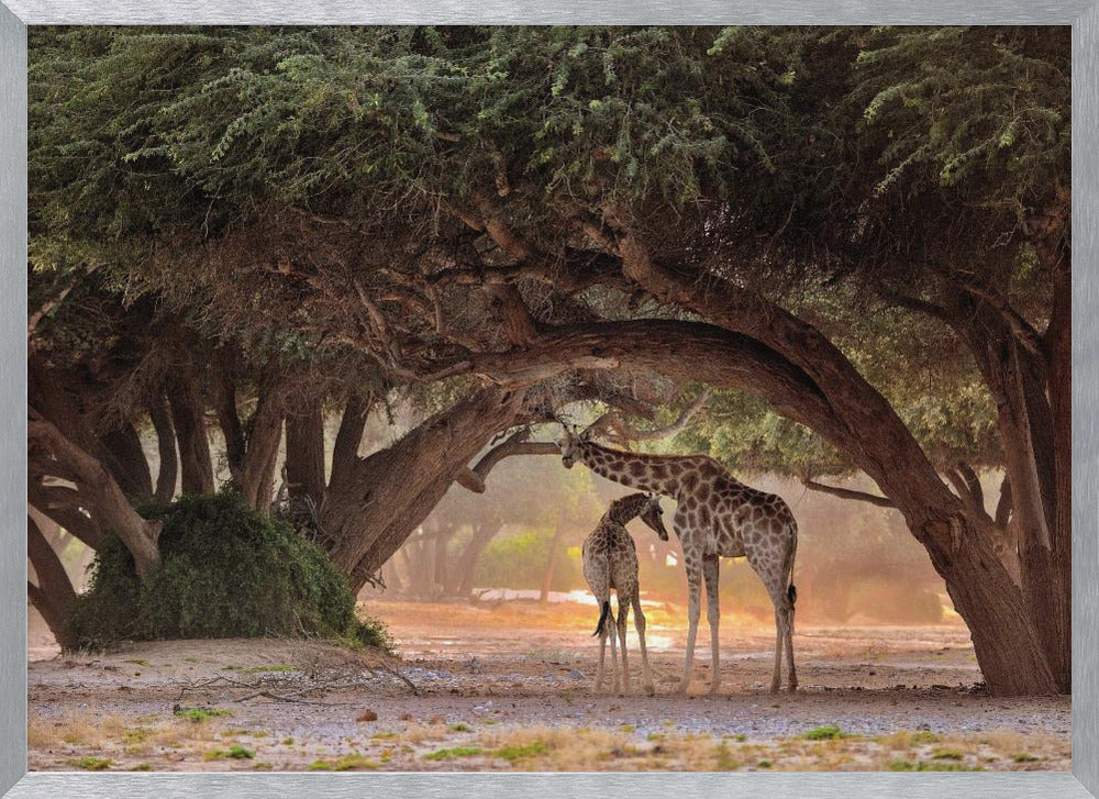 Giraffe - Namibia Poster