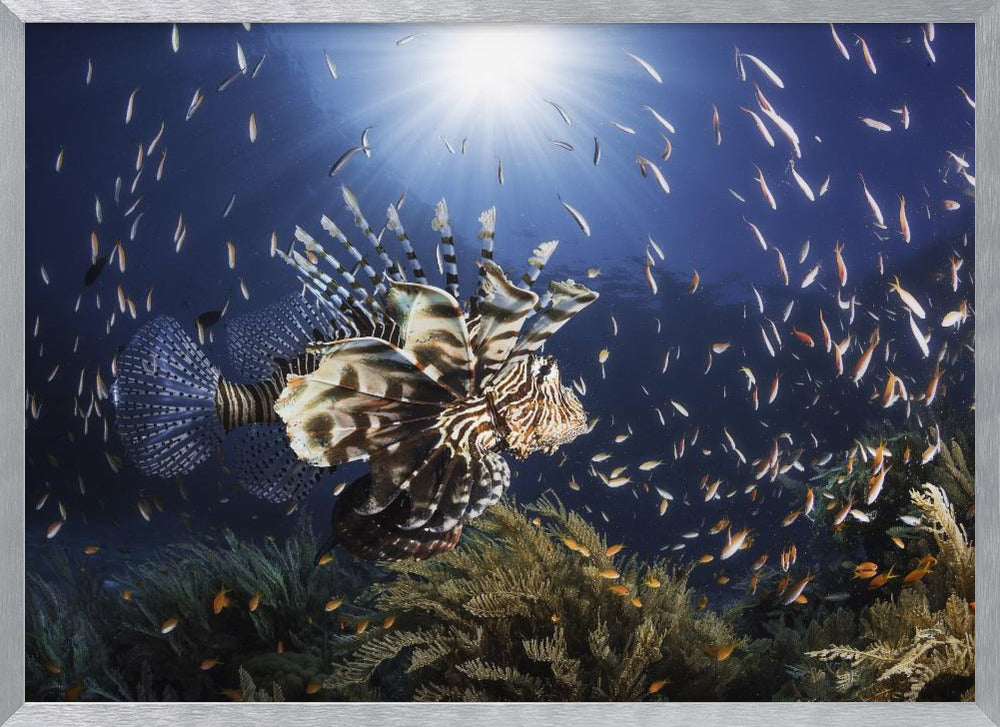 Lionfish Poster