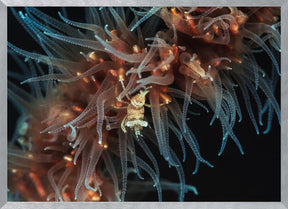 Zanzibar whip coral shrimp Poster