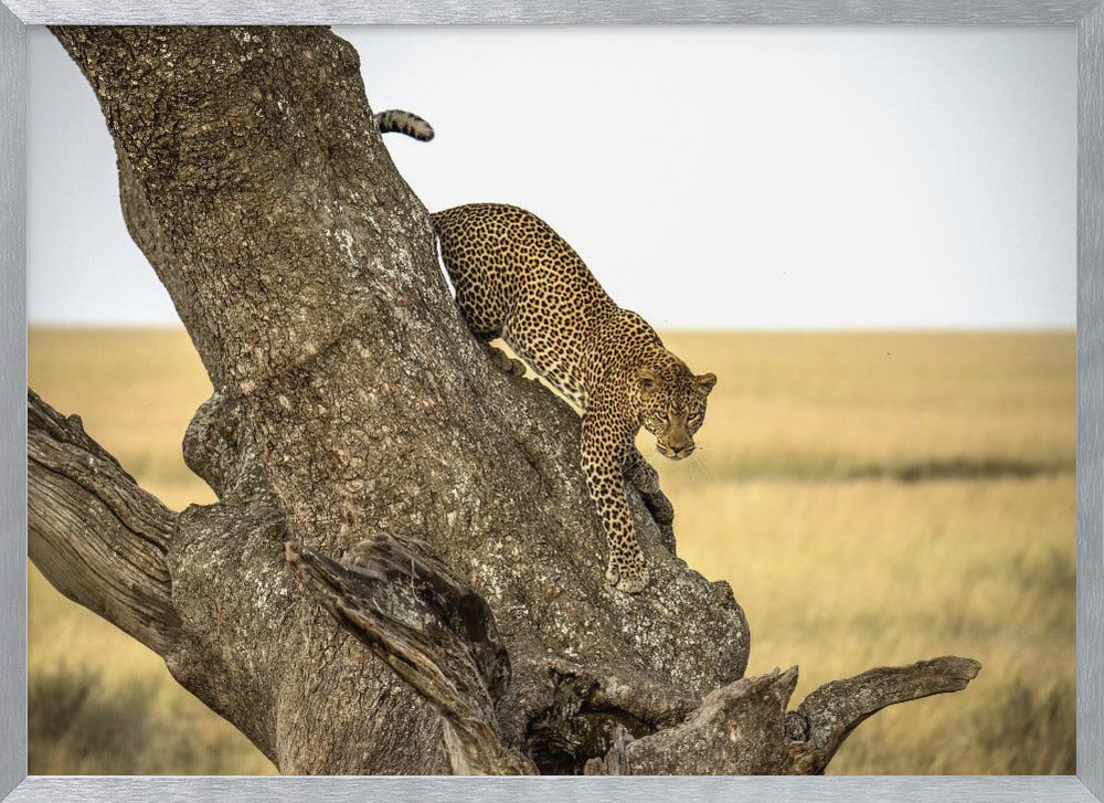 Leopard - Serengheti, Tanzania Poster