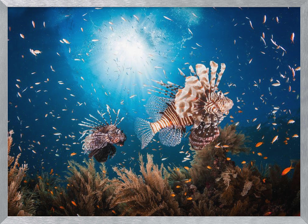 Lionfish Poster