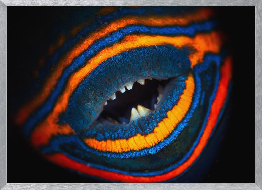 Orange-lined triggerfish Poster