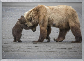 A Little Bear Hug Poster