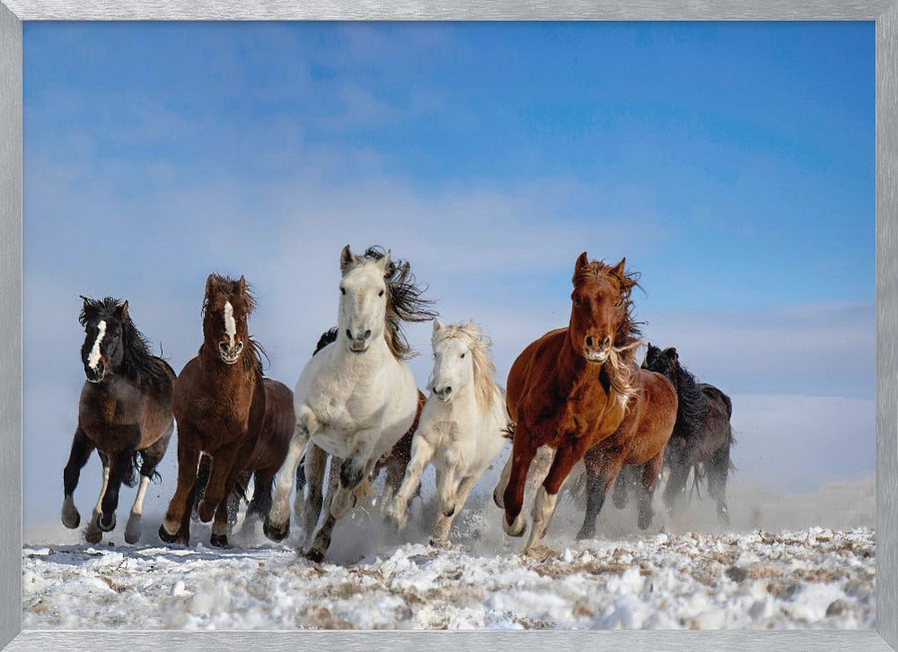 Mongolia Horses Poster