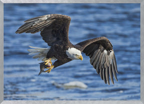 Bald Eagle Catching Fish Poster