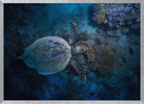 Hawksbill sea turtle Poster