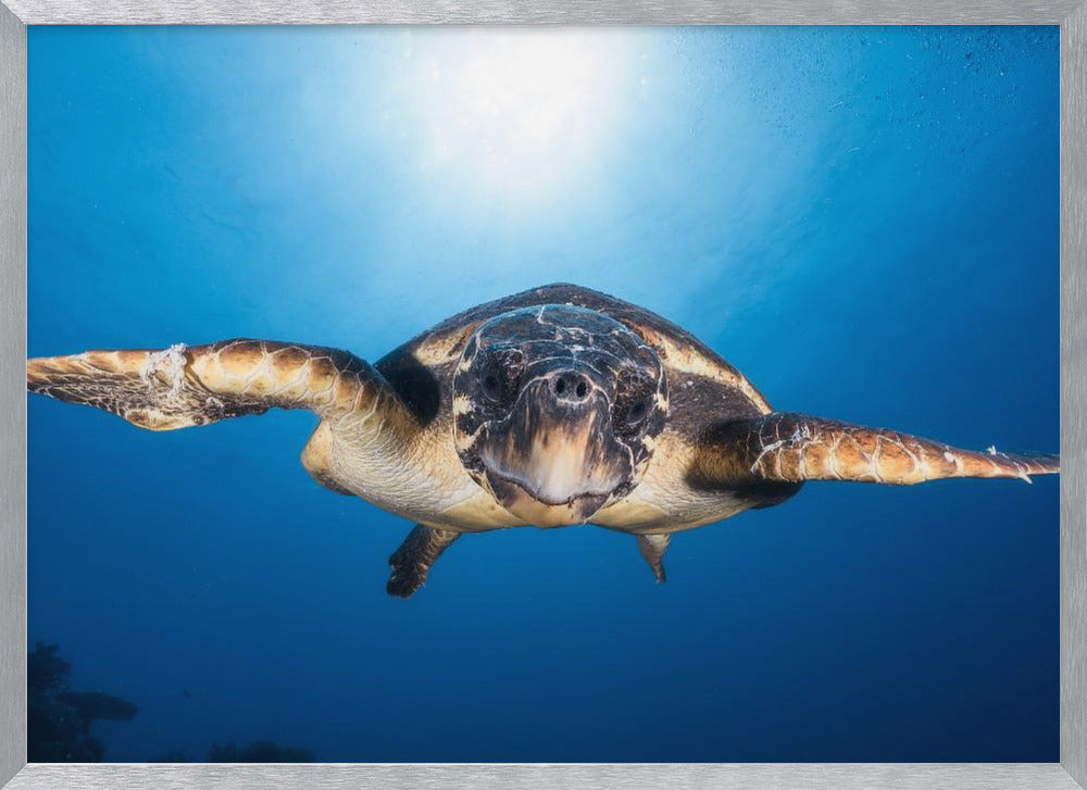 Face to Face with a Hawksbill sea turtle Poster