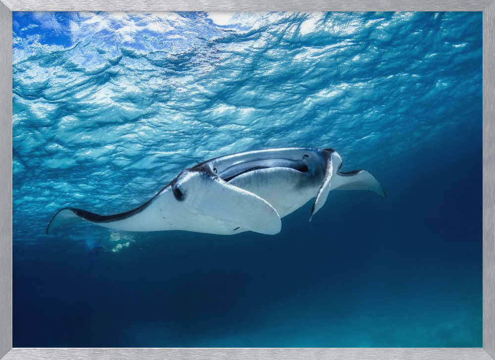 Manta ray Poster