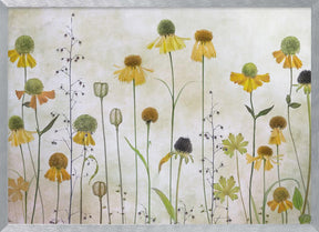 Helenium Poster