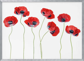 Ladybird Poppies Poster