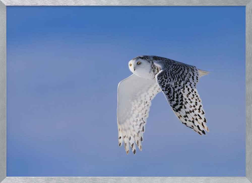 Flying Under Blue Poster