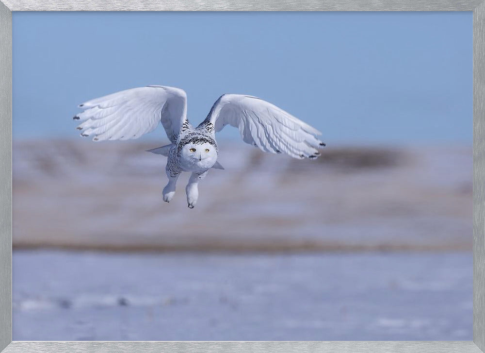 Snow Owl Poster