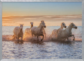 Camargue Horses II Poster