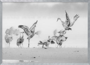 Sandhill Cranes in Morning Poster