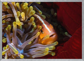 Skunk clownfish Poster