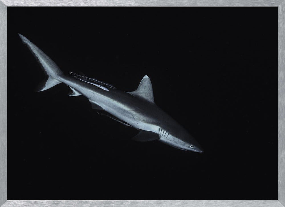 Gray reef shark Poster