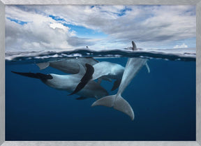 Pod of dolphin at the surface Poster