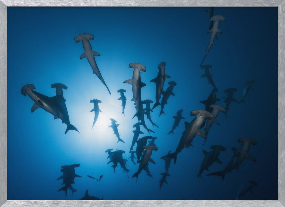 Hammerhead Shark - Underwater Photography Poster