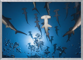 Hammerhead Shark Poster