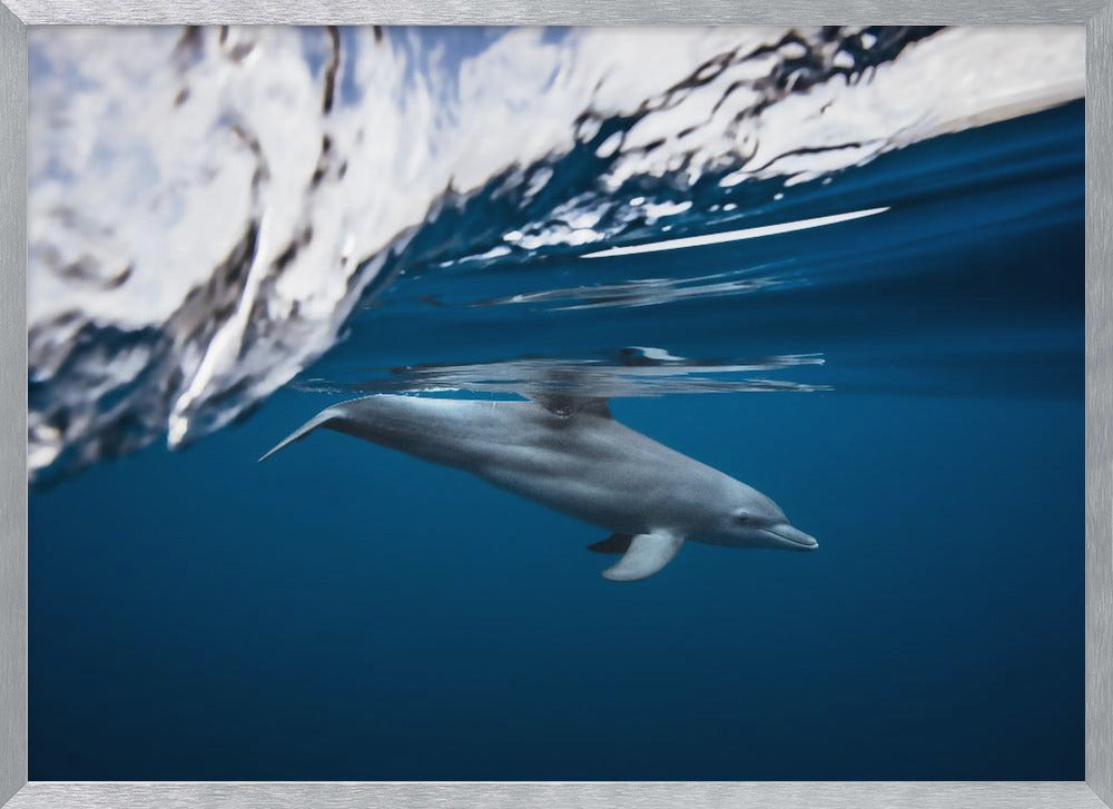 Bottlenose dolphin / Turciops Aduncus Poster