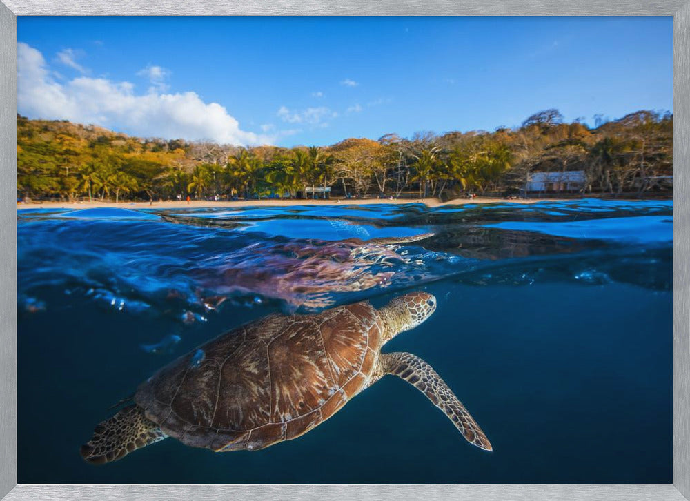 Green Turtle - Sea Turtle Poster