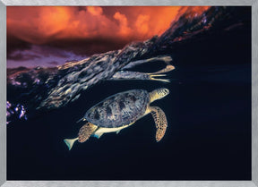 Green turtle and sunset - Sea Turtle Poster