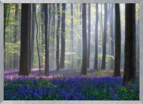 Bluebells Poster