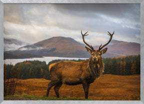 Scottish Stag Poster