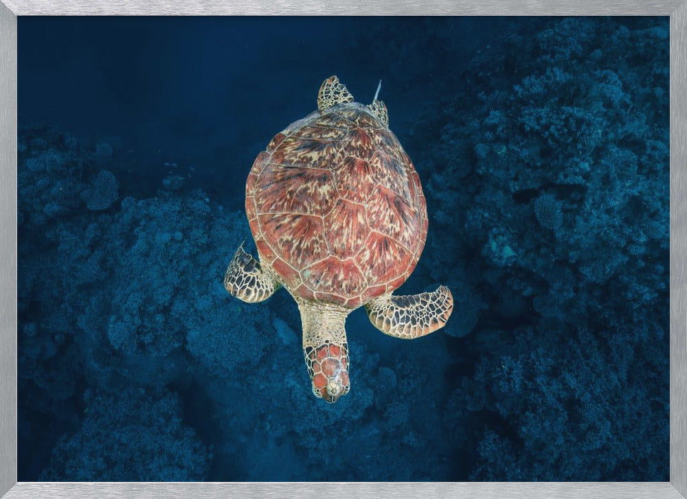 Green turtle on blue water Poster