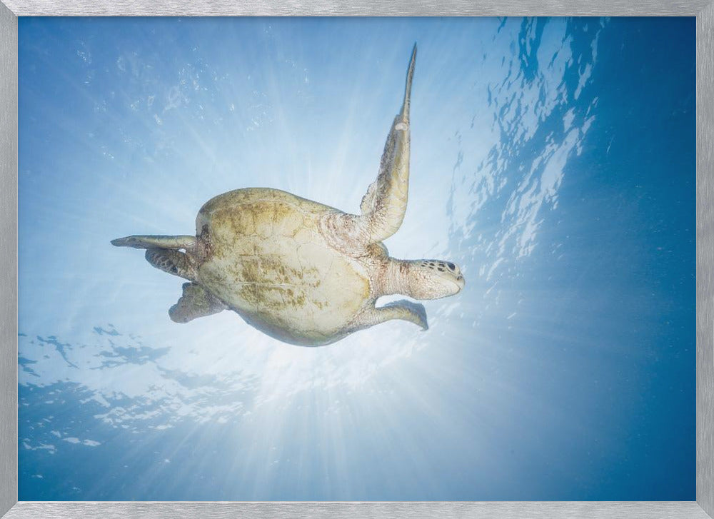 Sea Turtle - Green turtle Poster