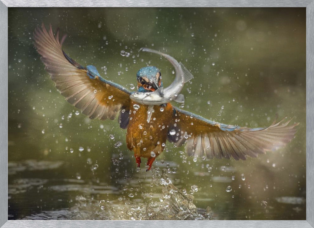 kingfisher Poster