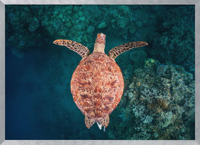 Flying over the reef Poster