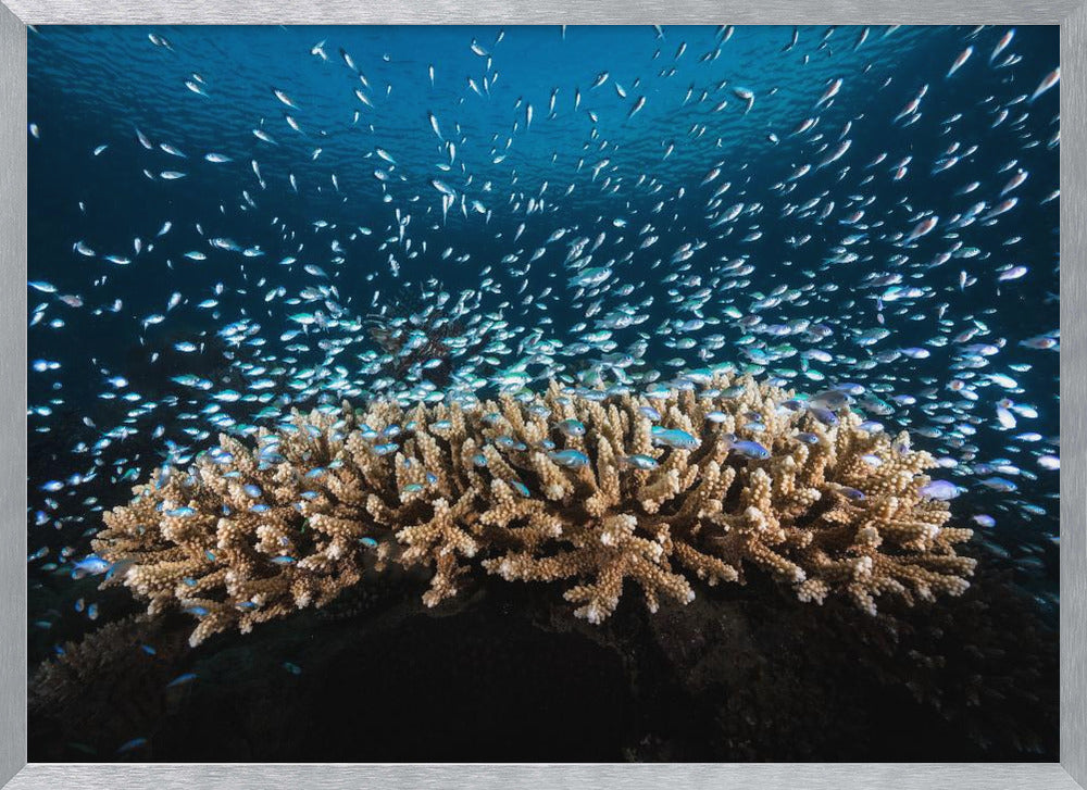 Underwater Life Poster