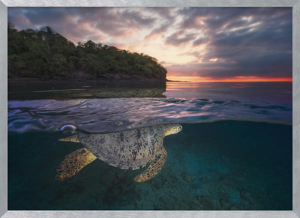 Over the surface - Sea Turtle Poster