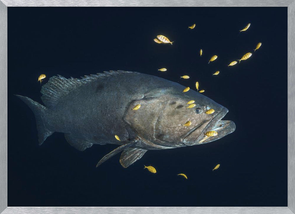 Giant grouper Poster