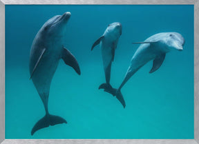 Bottlenose dolphins Poster