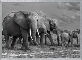 Elephants family Poster