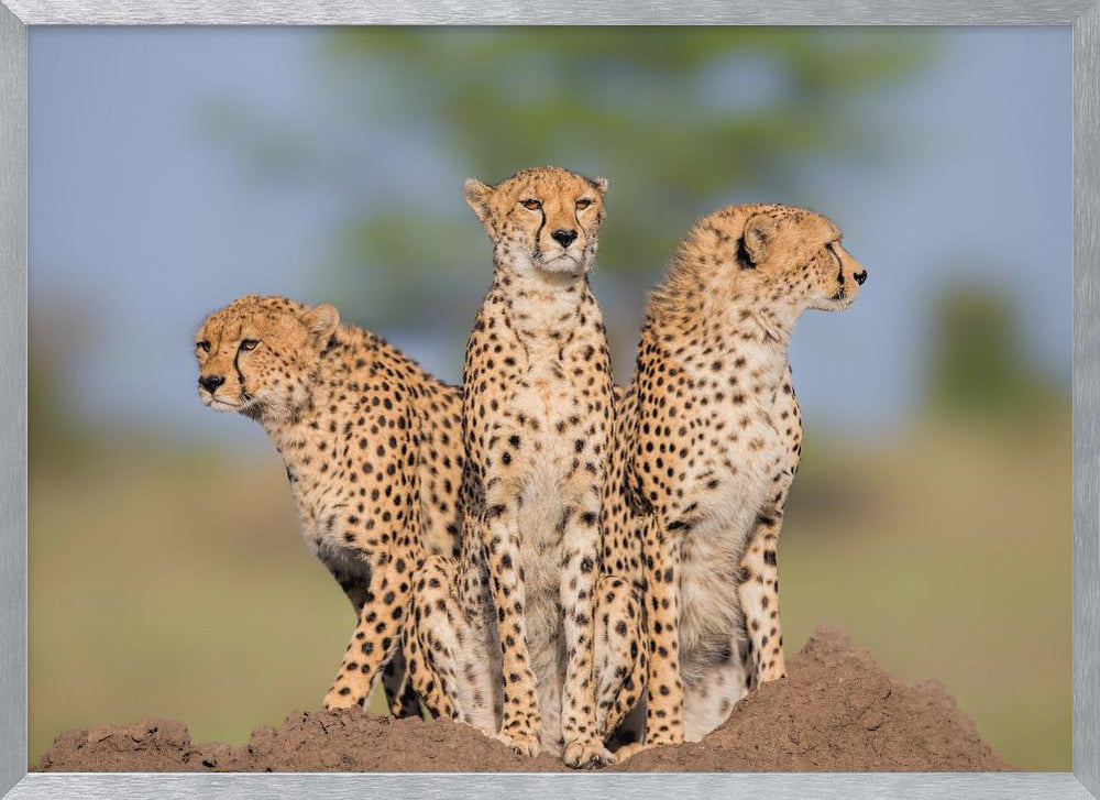 Cheetah Malaika and Her Two Boys Poster