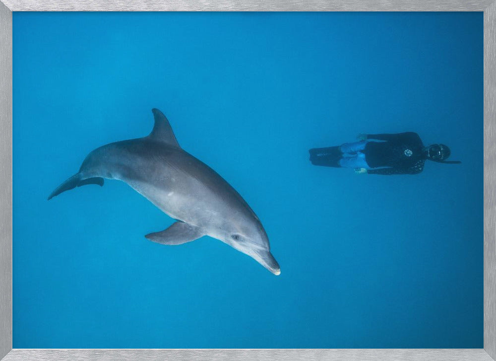 Dolphin and freediver Poster