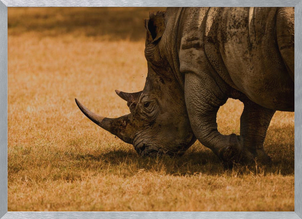 White rhino Poster