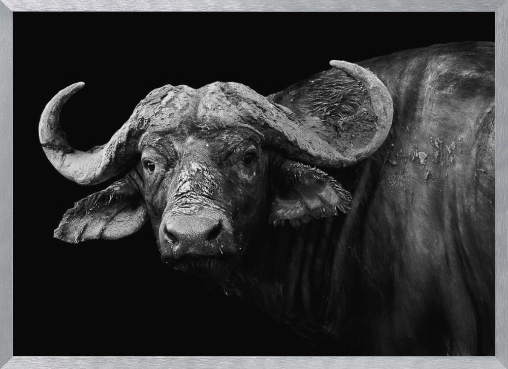 Dark Buffalo Poster