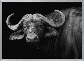 Dark Buffalo Poster