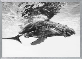 Humpback whale calf Poster