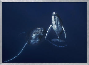 Humpback whale mother and calf Poster