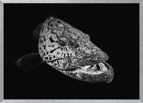 Potato grouper : Black  &amp; White Poster