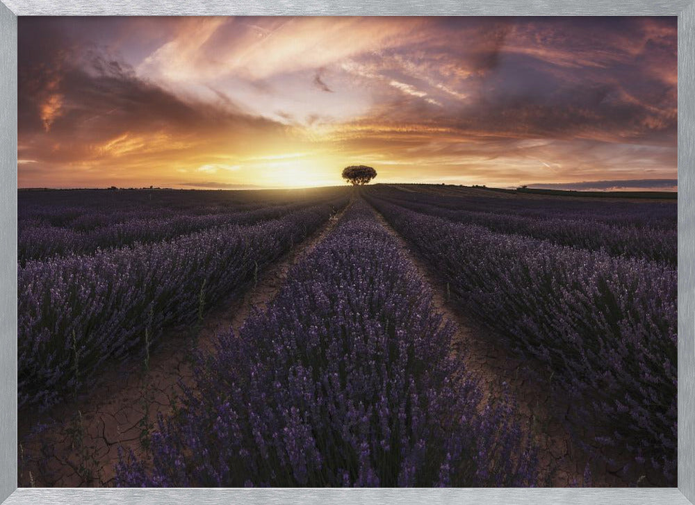 Lavender sunset Poster