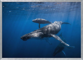 Humpback whale family Poster