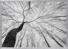 A view of the tree crown Poster