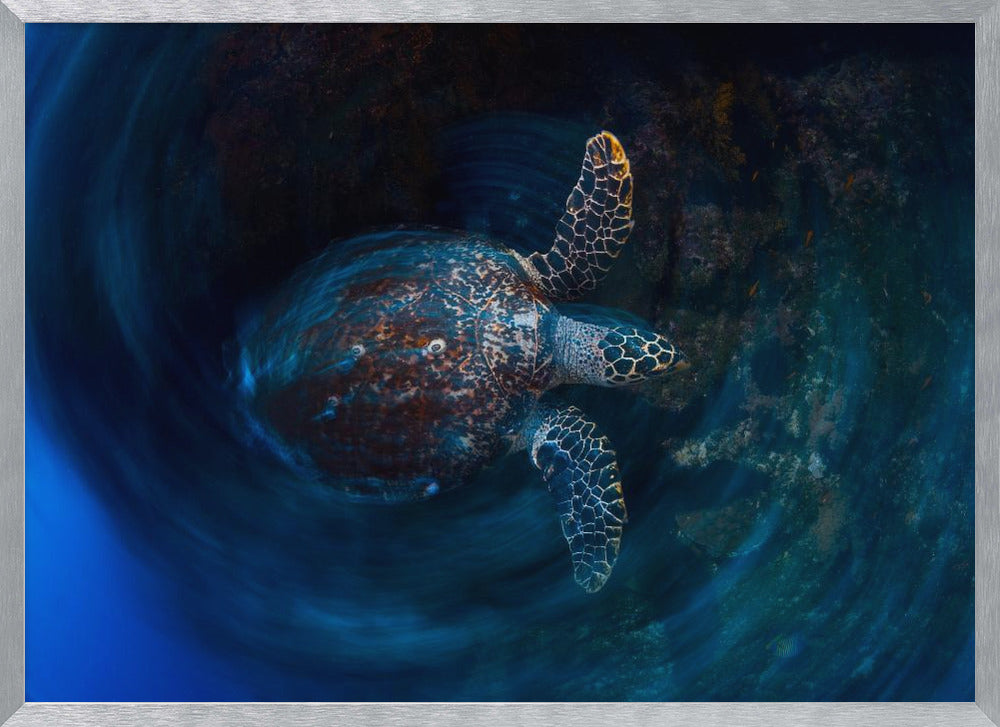 Hawksbill  sea turtle Poster