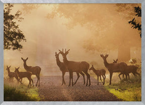 Deer on path Poster